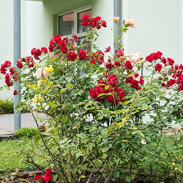 Rosenstrauch im Garten der Seniorenresidenz Bückeburg